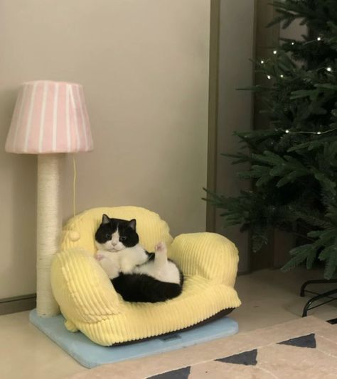 Cat Assesories, Elevated Cat Bed, Cat Cozy, Spoiled Cats, Kitty Meow, Animal Room, Cat Pose, Cat Room