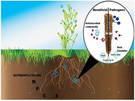 Soil microbial communities play an important role in plant health and soil quality. Researchers have developed a wide range of methods for studying the structure, diversity, and activity of microbes to better understand soil biology and plant-microbe interactions. Functional microbiological analyses of the rhizosphere have given new insights into the role of microbial communities in plant nutrition and plant protection against diseases. In this review, we present the most commonly used ... Nutrient Cycle, Nitrogen Fixation, Healthy Soil, Natural Farming, Biology Art, Plant Journal, Plant Cell, Food Web, Plant Protection