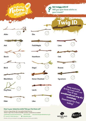 FREE WOODLAND WALK ACTIVITY PRINTABLES, WITH THE WOODLAND TRUST - The Joules Journal How To Identify Trees, Identify Trees, Life Simplified, Nature Preschool, Leaf Identification, Trees In Winter, Gardening Club, Nature Studies, Tree Id