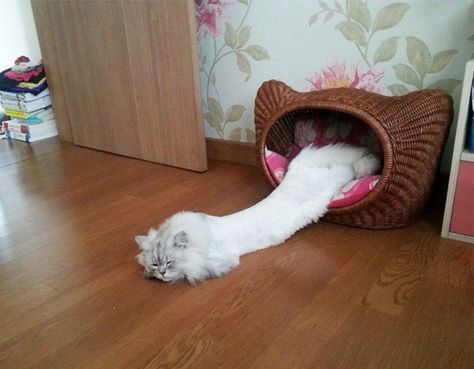 Cat's are liquid Long Cat, Cat Sleeping, Funny Cat Pictures, Sphynx, Funny Animal Pictures, Animal Memes, 귀여운 동물, Cute Funny Animals, Cat Photo