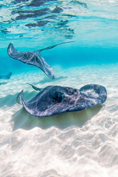 Sea Flap Flap, Stingray Fish, Sting Rays, Cayman Brac, Incredible Nature, Western Caribbean, Manta Rays, Marine Creatures, Animal Reference