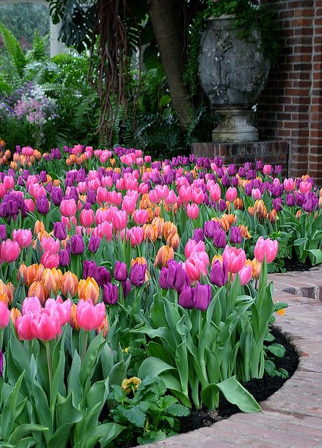 Phipps Conservatory, Pittsburgh is a fabulous place to relax and enjoy the colors of nature! Tulips Garden Design, Tulpen Arrangements, Tulips Arrangement, Tulip Garden, Spring Garden Flowers, Tulips Garden, Garden Bulbs, Landscape Designs, Beautiful Flowers Garden