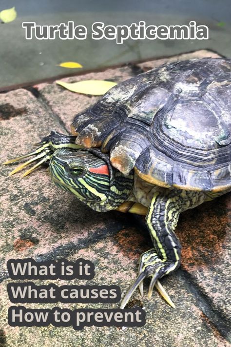 Septicemia, Often Known As Sepsis, Is A Kind Of Blood Illness That Affects Turtles. Today, We'll Take A Look At A Disease That Isn't Well Understood. This Dangerous Illness Is Easy To Detect, But It Advances Rapidly. Red Ear Turtle, Turtle Enclosure, Blood Infection, Turtle Facts, Turtle Care, Red Eared Slider, Baby Feeding Schedule, Aquatic Turtles, Pet Turtle