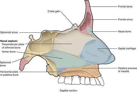 This image shows the sagittal section of the bones that comprise the nasal cavity. The Skull Anatomy, Ethmoid Bone, Palatine Bone, Anatomy Stickers, Sphenoid Bone, Skeleton System, Bone Anatomy, Nerf Vague, Paranasal Sinuses