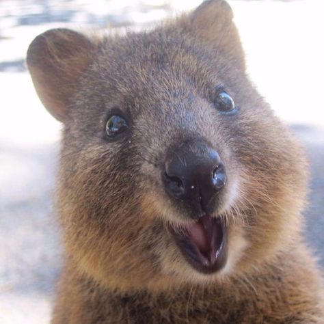 Quokkas Are The Happiest, Most Friendly Animals on The Planet - PawSoCute Quokka Animal, Cute Australian Animals, Smiling Animals, Australian Animals, Baby Animals Funny, Amazing Animals, Happy Animals, Cute Creatures, Sweet Animals