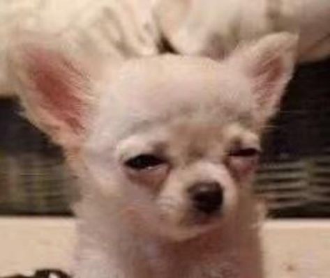 Psy Chihuahua, Rat Dog, Funny Dog Faces, Chihuahua Funny, Funny Animal Photos, Silly Dogs, Funny Dog Pictures, Silly Animals, Cute Funny Dogs