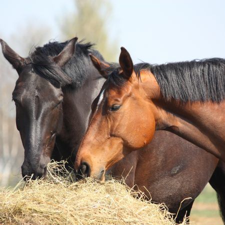 Two horses eating hay Meal Worms Raising, Draft Horse Breeds, Horse Nutrition, Equine Veterinary, Horse Hay, Equine Nutrition, Horse Feed, Two Horses, Chestnut Horse