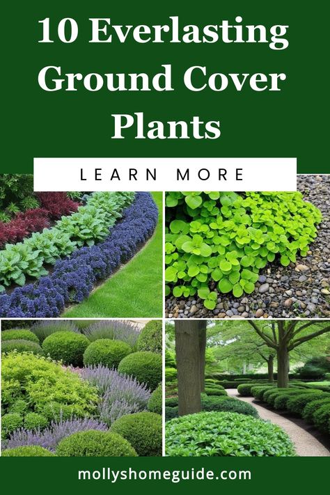 Looking to add year-round interest to your garden? Explore the world of evergreen ground covers! These low-maintenance plants provide lush greenery, beautiful colors, and are perfect as garden edging or as all-year ground cover. Discover the best ground cover plants in Australia and create a vibrant landscape with these gorgeous perennials. Whether you're looking for colorful options or simply want perpetual greenery, evergreen ground covers offer a variety of options to enhance your outdoor spa Conifer Ground Cover, Orchard Ground Cover, Outdoor Ground Cover Ideas, Creeping Ground Cover Perennials, Ground Cover Under Trees, Ground Cover Plants For Sun, Ground Cover Perennials, Evergreen Perennials, Low Growing Ground Cover