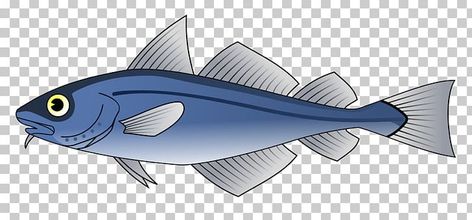 Cod Fish Drawing, Snook Drawing Fish, Salt Water Fish Drawing, Cod Fish Illustration, Atlantic Cod Fish, Pike Fish Drawing, Pollock Fish, Atlantic Cod, Fish Png