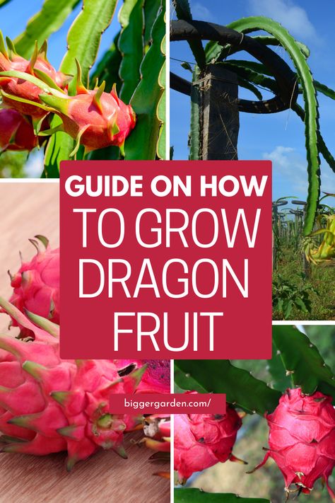 Embark on a botanical adventure with our complete Dragon Fruit plant care guide, crafted to empower gardeners with the knowledge and skills needed to nurture flourishing plants. From planting to pruning, we've got you covered with expert advice and insider tips. Ready to take your gardening game to new heights? Click now to unlock the secrets of successful Dragon Fruit cultivation and join our growing community of green thumbs! Dragon Fruit Plant Care, How To Grow A Dragon Fruit Plant, Growing Dragon Fruit In Pots, How To Plant Dragon Fruit, Dragon Fruit Growing, Dragonfruit Plant, Growing Dragon Fruit, Grow Dragon Fruit, Xmas Cactus