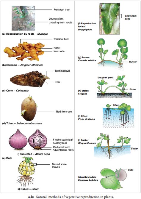 Asexual Reproduction In Plants, Types Of Asexual Reproduction, Vegetative Reproduction, Air Layering, Bulbous Plants, Sandy Soil, Parts Of A Plant, Plant Lighting, Plant Supports