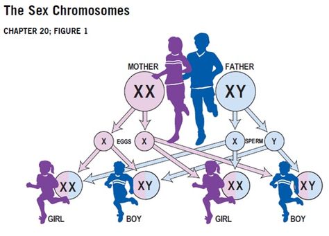 Heredity And Evolution, Chromosome Structure, Class 10 Science Notes, Chapter Notes, Biology Project, Class 10 Science, Biology Projects, Biology Worksheet, Science Questions