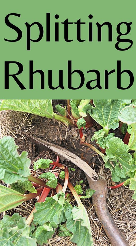 Rhubarb Growing Tips, Forcing Rhubarb, Rhubarb Growing, Growing Rhubarb, Rhubarb Plants, Food Forest Garden, Vegetable Garden Diy, Permaculture Gardening, Food Forest