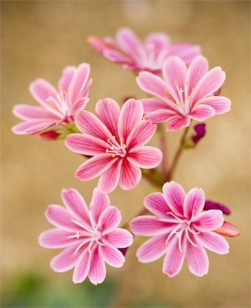 ~~Lewisia by brianrosshaslam~~ Lewisia Flower, Flowers Photo, Colorful Roses, Unusual Flowers, Irises, Ranunculus, Exotic Flowers, Flower Beauty, Flowers Nature