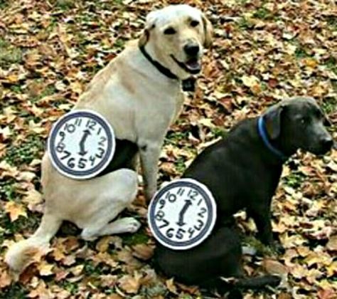 Now even the sweetest dogs can be watch dogs. Pun Costumes, Halloween Costume Puns, Pet Parade, Diy Dog Costumes, Hallowen Costume, Food Dog, Pet Halloween Costumes, Dog Halloween Costumes, Watch Dogs