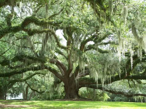 Avery Island Live Oak and Spanish Moss   << Wonder how old this tree is, looks massive!  Beautiful tree.  <3~R~<3 Live Oak With Spanish Moss, Big Oak Tree Aesthetic, Southern Live Oak Tree Tattoo, Oak Tree With Spanish Moss Tattoo, Live Oak Trees With Spanish Moss, Spanish Moss Aesthetic, Live Oak Tattoo, Big Tree Aesthetic, Southern Live Oak Tree