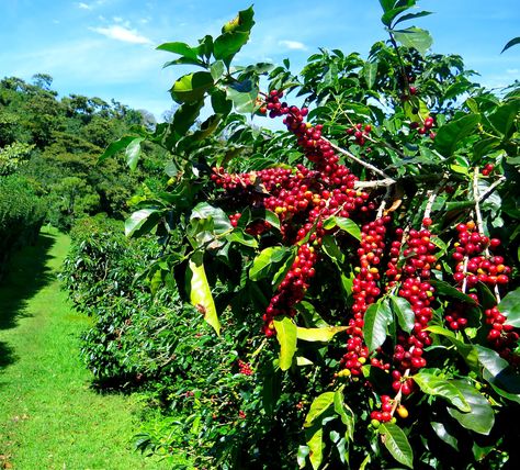 Spanish Coffee, Blue Mountain Coffee, Coffee History, Coffea Arabica, Arabica Coffee Beans, Coffee Tree, Mountain Coffee, Coffee Farm, Refreshing Food