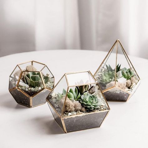 Succulent Bar on Instagram: “Any succulent terrariums lovers?! 🤩🪴✨⁠⁠ ⁠⁠ The creative process behind creating these beautiful "glass gardens" is truly a work of art.…” Succulent Bar, Succulent Terrariums, Planters Diy, Succulent Bowls, Healing Room, Succulent Centerpieces, Go Big Or Go Home, Geometric Terrarium, Terrariums Kits