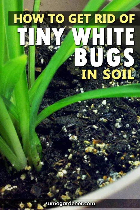 How to Get Rid of Tiny White Bugs in Soil How To Get Rid Of Bugs In House Plant Soil, Bugs In Plants How To Get Rid, How To Get Rid Of Plant Bugs, Bugs On Indoor Plants, White Bugs On Plants, Lawn Flowers, Plants 101, Vegetable Garden Soil, Kill Weeds Naturally