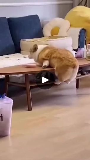 1M views · 29K reactions | Discover the Corgi #fyp #fypシ゚ #foryoupage #foryou #dog #animal #puppies #puppylove #animallover #corgis #corgi #corgipuppy #corgilife #trend #trendingreels #viral #viralreels #Discovery #explore #usa | Animal Discovery  | Animal Discovery  · Original audio Corgi Gif, Corgi Puppy, Puppies Funny, Animal Videos, Funny Animal, Animal Gifs, Funny Animal Videos, Puppy Love, Funny Animals