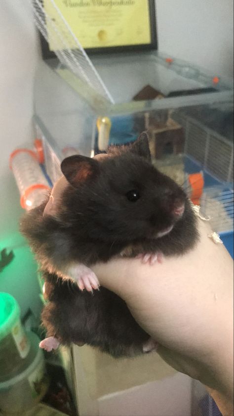 Black Bear Hamster, Syrian Hamster Cute, Brown Syrian Hamster, Cute Syrian Hamsters, Fancy Bear Hamster, Long Haired Syrian Hamster, Black Hamster, Long Haired Hamster, Hamster Aesthetic