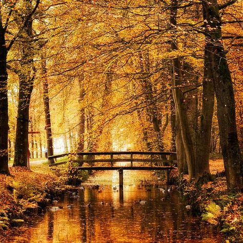 Fall, Autumn, Forest, Bridge, Canal, Reflections, Golden, The Netherlands - photo by J-W, 500px Autumn Bridge, Fall Photography Nature, Autumn Scenes, Autumn Nature, Autumn Scenery, Fall Pictures, Autumn Forest, Autumn Landscape, Halloween Pictures