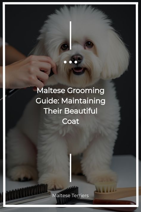 Maltese dog during grooming session with brush and tools Maltese Haircut Teddy Bear, Grooming Maltese, Maltese Dogs Grooming, Maltese Grooming, Maltese Dogs Haircuts, Maltese Haircut, White Coats, Dog Haircuts, Maltese Dog