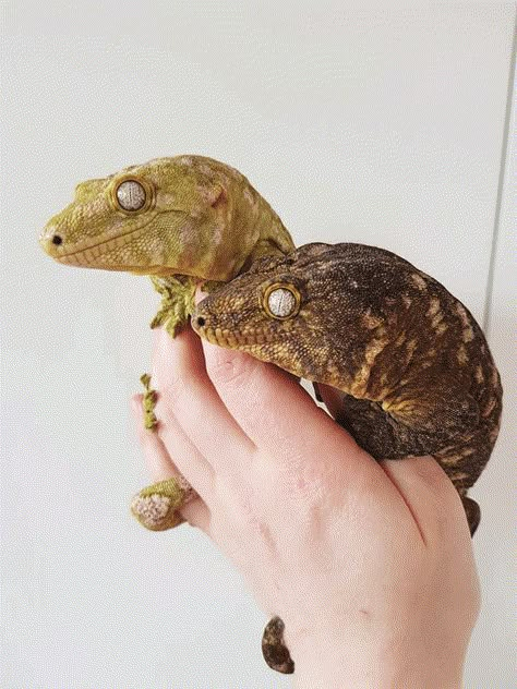 Leachie Gecko, Gargoyle Gecko, Gecko Terrarium, Animal Enclosures, Small Lizards, Giant Tortoise, Cute Reptiles, Komodo Dragon, Reptiles Pet