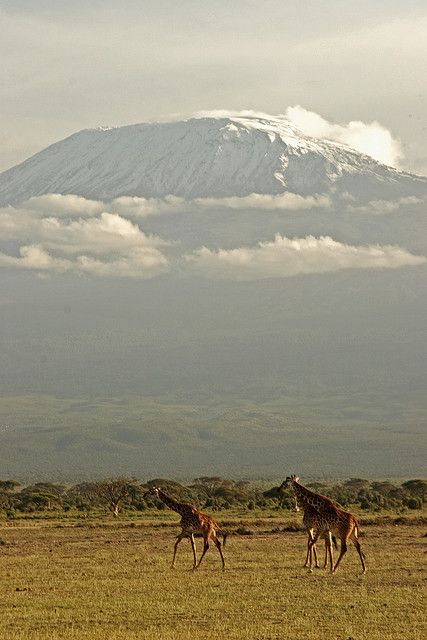 Ambosli Park Africa Kenya Safari, Mount Kilimanjaro, Africa Safari, Out Of Africa, Background Beautiful, African Animals, African Safari, Nairobi, Africa Travel