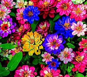 Plant Patio, Zinnia Flower, Zinnia Elegans, Flower Seeds Packets, Clematis Flower, Zinnia Flowers, Plant Hacks, Plant Spacing, Annual Flowers