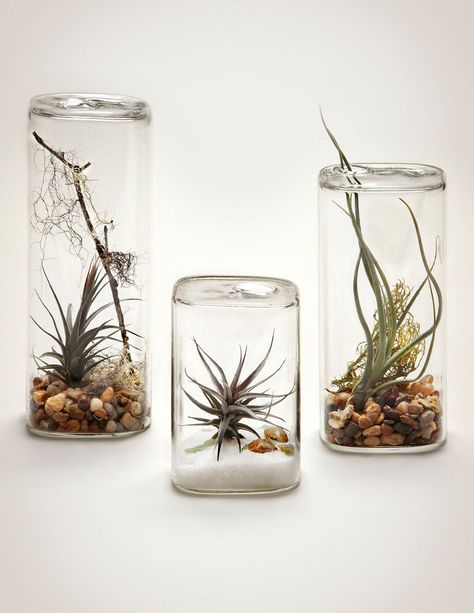 6 Creative Ideas For Displaying AIR PLANTS In Your Home // Display Them In An "Aerium" Tabletop Terrarium, Plant Display Ideas, Tabletop Shelf, Desk Display, Air Plants Care, Mini Terrarium, Air Plant Display, Tillandsia Air Plant, Air Plant Terrarium