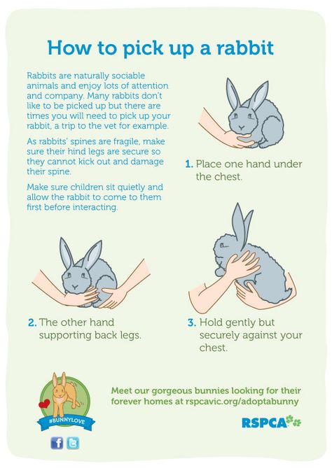 Pet Bunny Toys, House Rabbit Ideas, Rabbit Behavior, Pet Rabbit Care, Rabbit Ideas, Rabbit Farm, Bunny Room, Raising Rabbits, Pet Bunny Rabbits