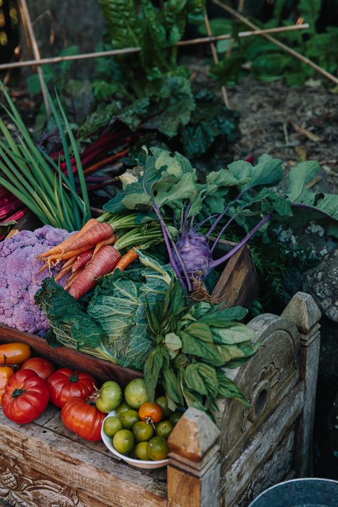 Vegetable Garden Astethic, Vege Garden Aesthetic, Fruit And Vegetable Garden Aesthetic, Growing Up On A Farm Aesthetic, Farm Aesthetic Vegetables, Cottagecore Garden, Vegetable Harvest, Homegrown Food, Fruit Picking