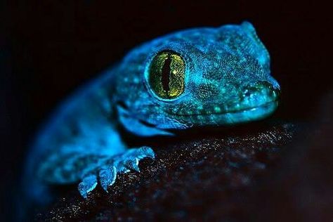 Blue Gecko Blue Lizard, Yellow Eyes, Gecko, In The Dark, Close Up, Yellow, Blue, Black