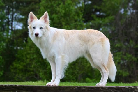 Blonde and white Border Collie (bicolor dog). Blonde = extra extra light australian red. Blonde Border Collie, Unique Dogs, Collie Breeds, White Border Collie, American Dog, Dog Poses, Border Collie Dog, Pretty Dogs, Pretty Animals