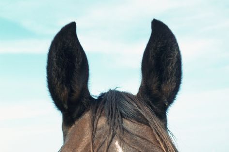 Ear issues in horses are rare. Here's how to recognize them early. Equine Acupressure, Equine Nutrition, Horse Information, Horse Info, Horse Ears, Horse Videos, Horse Tips, Horse Diy, All About Horses