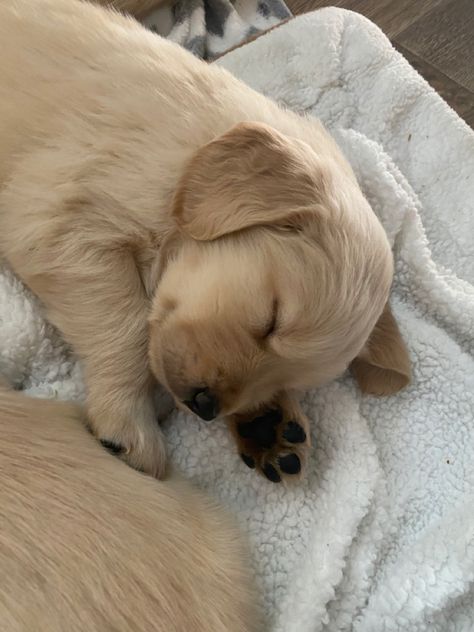 Golden retriever puppy cute puppy sleeping puppy Golden Retriever Puppy Sleeping, Puppies Sleeping, Sleeping Puppy, Puppy Sleeping, Sleeping Puppies, Puppy Cute, Very Cute Dogs, Puppy Paws, Labrador Puppy