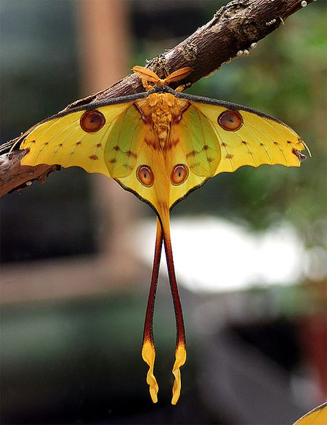 Madagascar Moon Moth. hoto by Roselien Raimond (Source: Flickr / thrumyeye) Cool Insects, Moon Moth, Moth Caterpillar, Cool Bugs, Beautiful Bugs, Creepy Crawlies, Airbrush Art, Bugs And Insects, Beetles