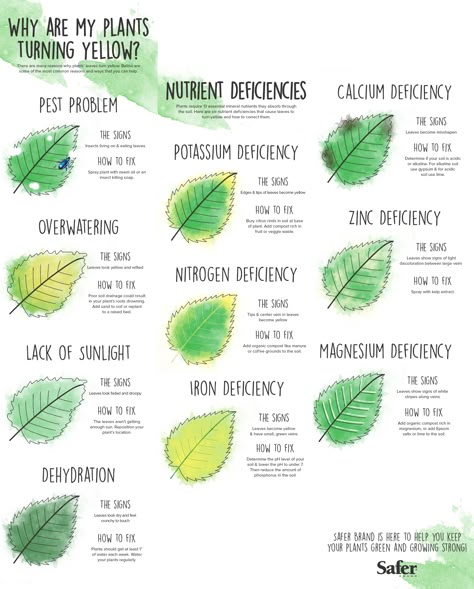 Plant Deficiencies, نباتات منزلية, Plant Hacks, Plant Nutrients, Plant Problems, Inside Plants, Plant Health, House Plants Indoor, Veggie Garden