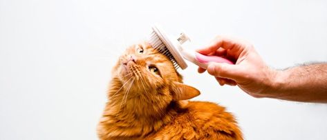 cat-grooming Pet Grooming Business, Cat Grooming Tools, Getting A Kitten, Cat Activity, Cat Shedding, Cat Care Tips, Kitten Care, Grooming Tips, Pet Wellness