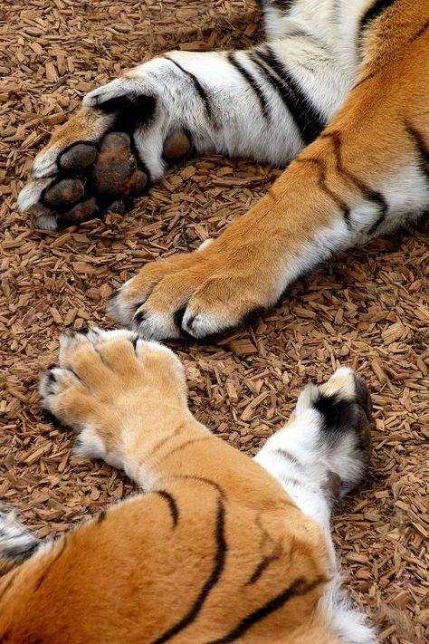 References Animals, Tiger Paws, Kitty Paws, Real Animals, Tiger Drawing, Cat Anatomy, Tiger Paw, Lion Paw, Sketching Ideas