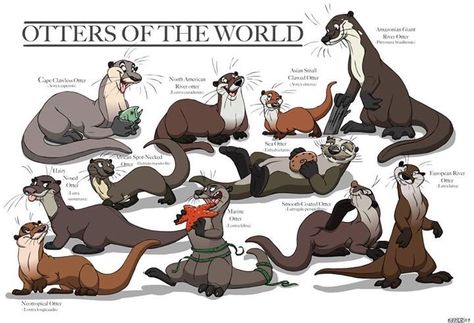 Otters are my second favorite animal. There are many different types of otters–here are some of them. I think the drawings are adorable. I hope you can read the captions–I couldn&#8… Otter Art, Otter Love, Otter Pops, Character Model Sheet, River Otter, Sea Otter, Woodland Creatures, Sea Animals, Big Cats