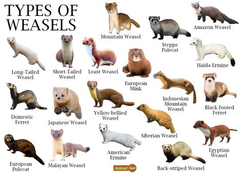 Animals Name List, Animal Infographic, Young Rabbit, Nocturnal Animals, Animal Species, Animal Facts, Animal Posters, Zoology, Animal Planet