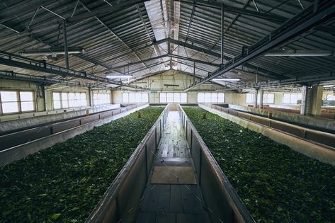 Production in tea factory by Chalabala. Drying of tea leaves. Production process inside tea factory, Sri Lanka. #AD #factory, #Chalabala, #Production, #tea Factory Photoshoot, Luxury Fonts, Tea Factory, Luxury Font, Fonts Typography, Typography Fonts, Tea Leaves, Production Process, Railroad Tracks