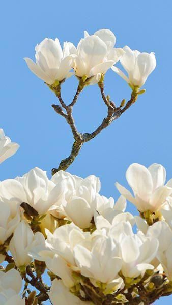 Yulan Magnolia, Magnolia Denudata, Tree Lily, Lily Magnolia, Flowering Tree, Magnolia Tree, Pink Fruit, Specimen Trees, Flower Guide