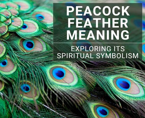 Meaning Of Peacock Feather, Peacock Feather Uses, Decorating With Peacock Feathers, Peacock Feather Decor Ideas, Peacock Meaning, Peacock Feather Meaning, Peacock Decorating Ideas, Peacock Feather Tattoo Meaning, Grandma Tattoo Ideas