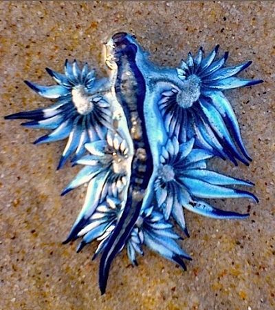 Blue Dragon' Sea Slug Washes Up On Australian Shore, Video Goes ... Sealife Background, Glaucus Atlanticus, Creature Marine, Fauna Marina, Sea Slugs, Water Creatures, Sea Slug, Beautiful Sea Creatures, Sea Dragon