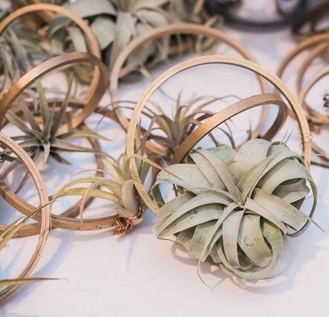 For a modern wedding favor opt in for metal geometric holders with air plants, they also make for great tablescape decor! Air Plant Favors, Air Plant Wedding Favor, Guest Party Favors, Air Plants Wedding, Plant Favors, Easy Favors, Flower Favor, Wedding Favors Ideas, Plant Wedding Favors