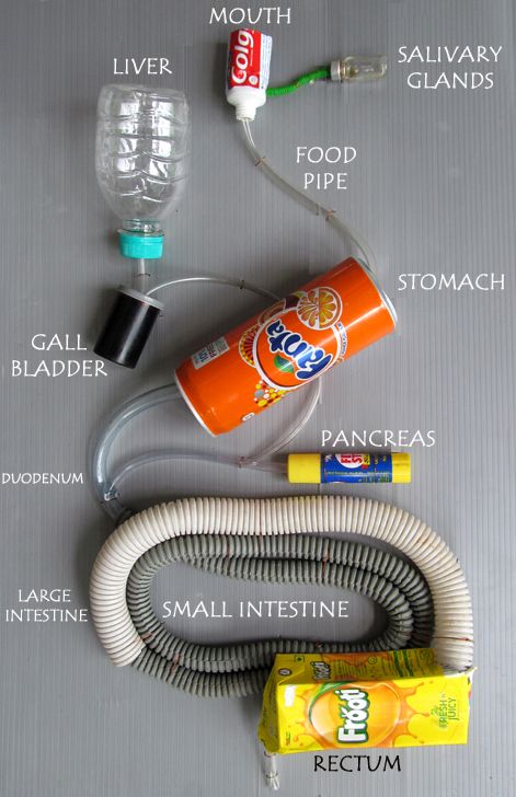 Project-Based Assessments - Glidewell's 7th Grade Science Digestive System Project, Digestive System For Kids, Digestive System Model, Human Body Systems Projects, Body Systems Project, Science Project Models, Science Exhibition Projects, Human Body Projects, Human Body Science