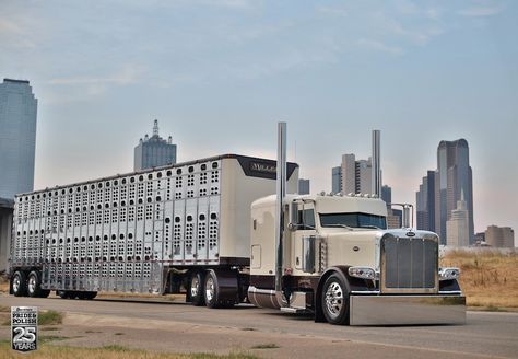 Owner-operator Phil Miller discusses the finer points of the centerpiece to his cattle hauling operation: His 2015 Peterbilt 389 and matching Wilson livestock trailer. Cattle Trailers, Livestock Trailers, Peterbilt 389, Custom Big Rigs, Peterbilt 379, Road Train, Kenworth Trucks, Peterbilt Trucks, Big Rig Trucks